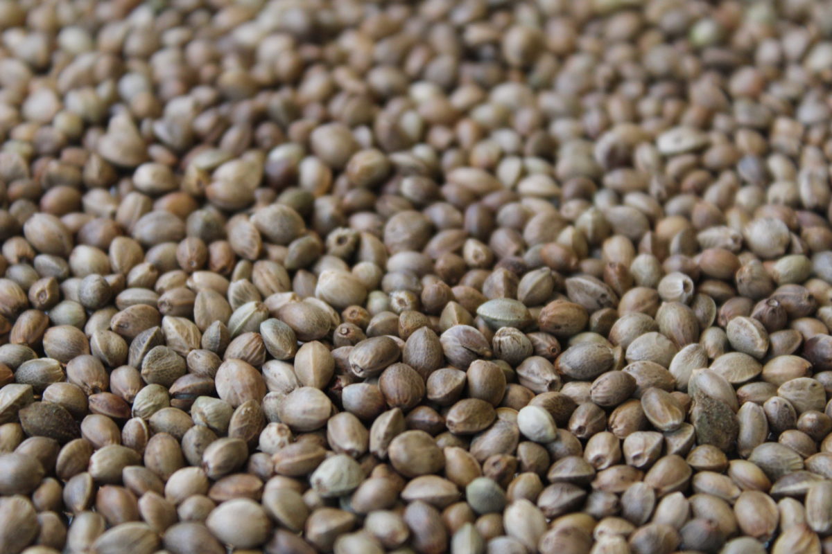 Organic Hemp seeds