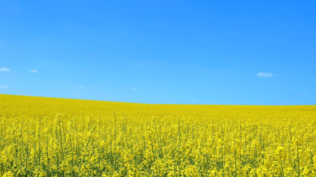 NEW 2025 harvest portfolio