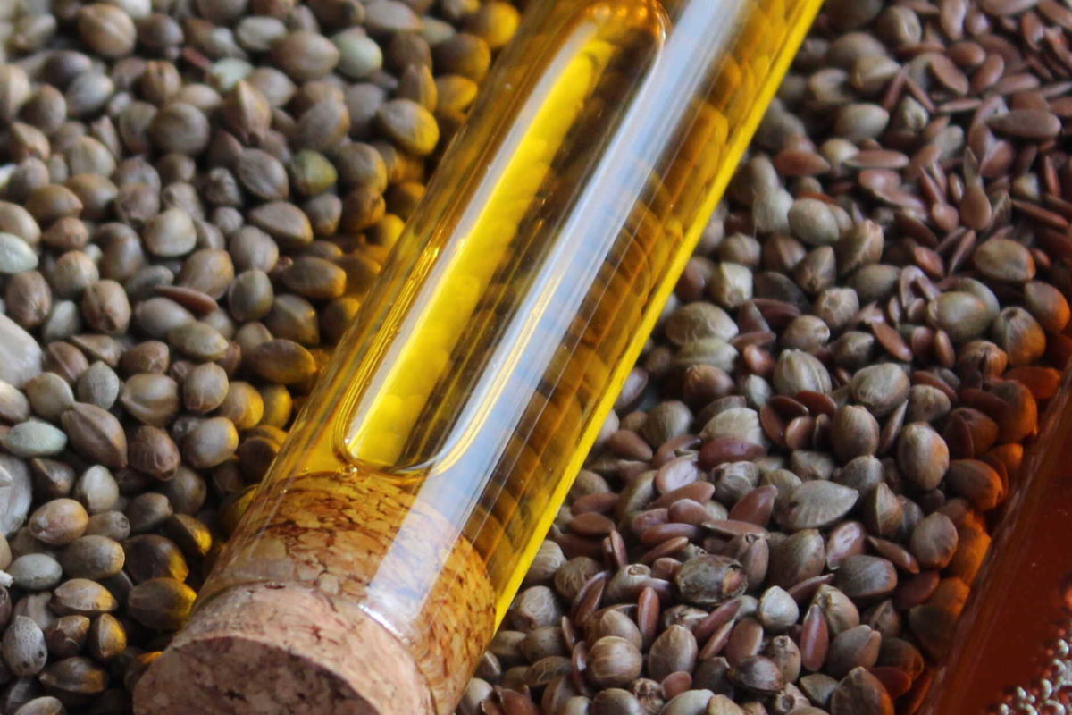 Organic Hemp seed oil